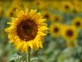 Zonnebloem, sunflower, Helianthus annuus, tournesol, Sonnenblume