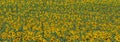A panorama of sunflowers stretch out as far as the eye can see