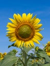 Full flowering Sunflower in the overwhelming beauty scenery in rural France