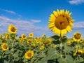 Gorgeous Sunflowers as far as the eye can see int he Provence