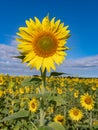 A big sunflowers rises it`s head above the field in the beautiful Provence region of France
