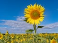 A golden sunflower against a blue Skye in a field of flowers in France
