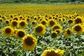 Zonnebloemen, Sunflowers