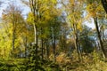 Dichte begroeiing met oude bomen tijdens herfst Royalty Free Stock Photo