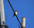 Rufous-collared sparrow perched in the city Royalty Free Stock Photo