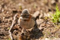 Zonotrichia capensis Rufous-collared sparrow Royalty Free Stock Photo
