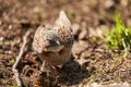 Zonotrichia capensis, Rufous-collared sparrow is a small bird from Patagonia in south america Royalty Free Stock Photo