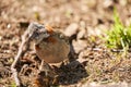 Zonotrichia capensis, Rufous-collared sparrow is a small bird from Patagonia. Royalty Free Stock Photo
