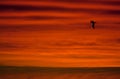 Zonsondergang Zuid Atlantische oceaan; Sunset Southern Atlantic Royalty Free Stock Photo