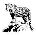 Zoo. African fauna. Puma, leopard, wild cat, coguar, mountain lion. Hand drawn illustration for tattoo design, emblem