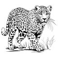 Zoo. African fauna. Puma, leopard, wild cat, coguar, mountain lion. Hand drawn illustration for tattoo design, emblem