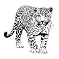 Zoo. African fauna. Puma, leopard, wild cat, coguar, mountain lion. Hand drawn illustration for tattoo design, emblem