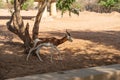 Zoo in Al Ain, United Arab Emirates. Gazelle detail.