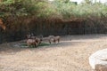 Zoo in Al Ain, United Arab Emirates. Nubian Ibexes detail.