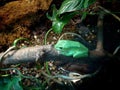 Zoo Amphibians Green Frog Resting