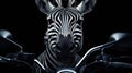 Zoo animal wild african nature stripes safari africa wildlife zebra white black mammal