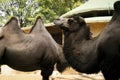 Zoo animals, the camel. This large mammal is found at the Rome Biopark