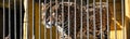 Zoo animals cell cage tiger lion jail birdcage