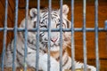 Zoo animals cell cage tiger lion jail prisoner Royalty Free Stock Photo