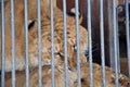 Zoo animals cell cage tiger lion jail wildlife