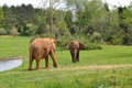 Zoo animals. Elephants