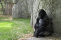 Zoo animals. Gorilla