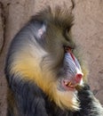 Zoo animals. Portrait of a Mandrill, Mandrillus Sphinx