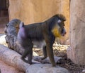 Zoo animals. Portrait of a Mandrill, Mandrillus Sphinx