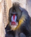 Zoo animals. Portrait of a Mandrill, Mandrillus Sphinx.