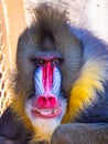 Zoo animals. Portrait of a Mandrill, Mandrillus Sphinx.