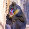 Zoo animals. Portrait of a Mandrill, Mandrillus Sphinx.