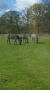 Zoo animals safari knowsley family