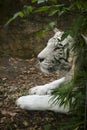Zoo animals, the white tiger. This large mammal is found at the Rome Biopark
