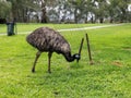 zoo australia bird