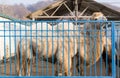 The zoo cage behind which the camel Royalty Free Stock Photo