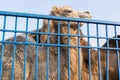 The zoo cage behind which the camel Royalty Free Stock Photo