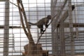 Zoo cage with a monkey inside Royalty Free Stock Photo