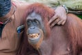 Zoo Caretaker playing with smiling male orangutan