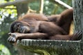 Zoo chimpanzee resting on a man-made tree trunk