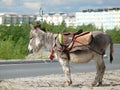 Zoo in the city of Nadym. Pony is on the road. Royalty Free Stock Photo