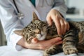 A zoo doctor in a medical gown, a veterinarian or a zoo psychologist hugs and strokes a tabby cat. The concept of caring for Royalty Free Stock Photo
