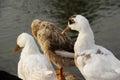 Zoo duck water background white and golden duck