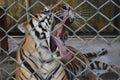 Zoo Encounter: Yawning Tiger Rests Amidst