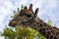 Zoo, giraffe head close up, Portrait of a giraffe on the background of blue sky Royalty Free Stock Photo