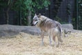 Zoo / Gray Wolf / Canis Lupus