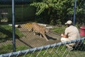 Zoo keeper crouched down to coax a mountain lion up to a fence for feeding time at Cat