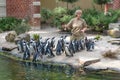 Zoo keeper is feeding penguins in the zoo of Antwerp