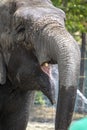 Zoo keeper give water for elephant Royalty Free Stock Photo