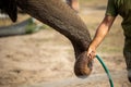 Zoo keeper give water for elephant Royalty Free Stock Photo