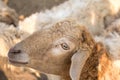 Zoo Lamb asian Sheep in farm Eye head closeup animal Royalty Free Stock Photo